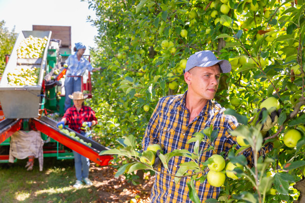 男工人正在收获金苹果图片下载