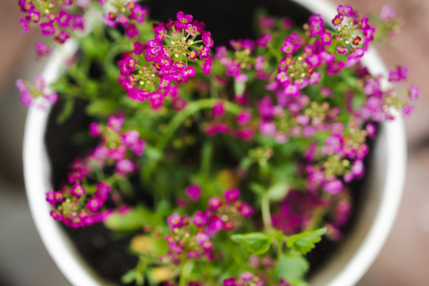 粉红色的花朵图片下载