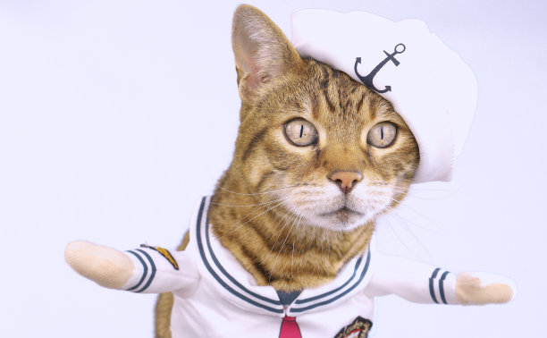 有趣的孟加拉猫穿着水手服装在白色背景图片下载