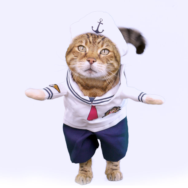 有趣的孟加拉猫穿着水手服装在白色背景图片下载