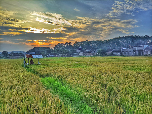 在中爪哇三宝垄村的稻田景观，就像印度尼西亚巴厘岛的梯田图片下载