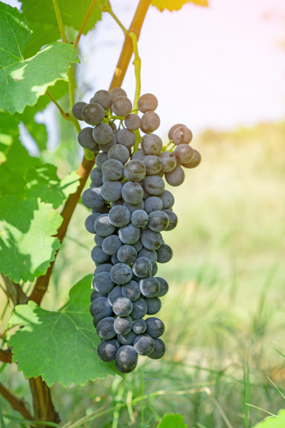丰收时节，一串新鲜的黑黑的成熟葡萄，在清晨的阳光下，挂在绿叶上，种植在有机葡萄园的农场里，生产出红葡萄酒图片下载