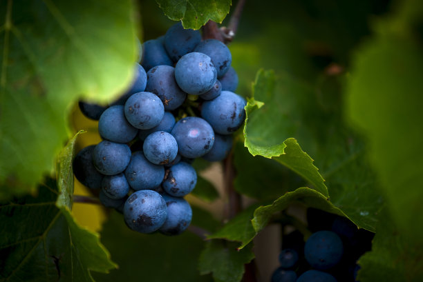 葡萄藤上的加迈葡萄有着茂盛的绿叶图片下载