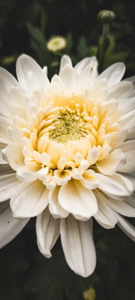 照亮早晨的白花——菊花图片下载