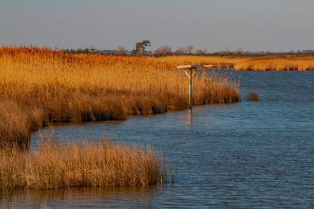 沿海岸间水路长草图片下载