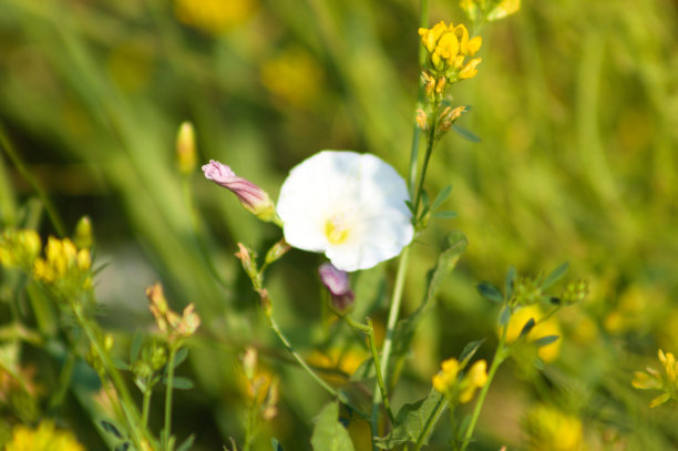 田野花与背景模糊植物的特写图片下载