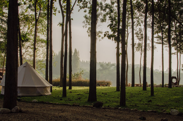 帐篷露营区，清晨景观。有大树和绿草的自然区域图片下载