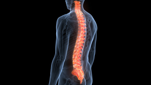 脊髓脊柱人体骨骼系统解剖学图片下载