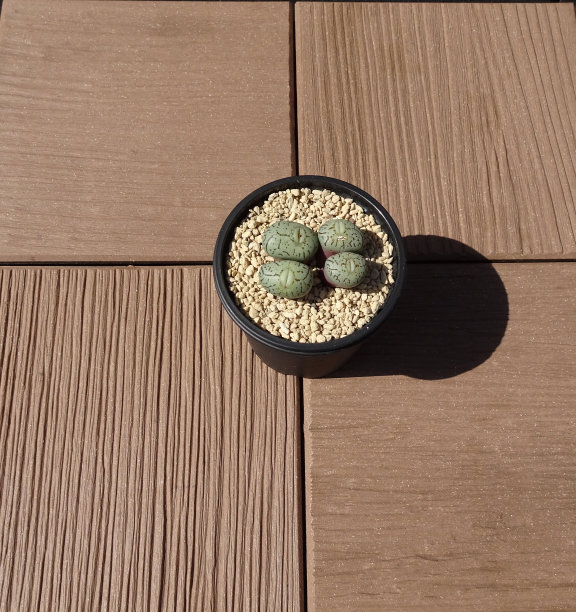 屋顶花园的多肉植物。Conophytum最低wittebergense。照片。图片下载