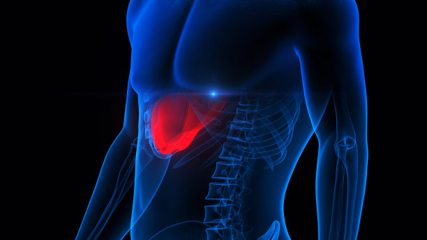 人体内部消化器官及肝脏解剖图片下载