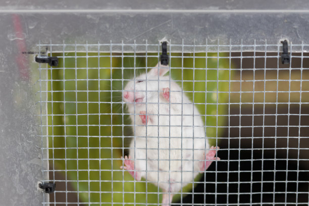 实验用的小白鼠被关在笼子里的金属丝网上。图片下载