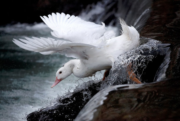 鸭子要飞了图片下载