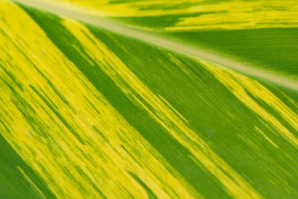 叶模式图片下载