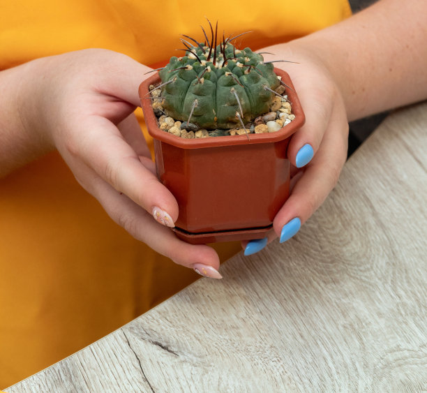 女人们手里拿着一个装着裸子植物的花盆。有选择性的重点。关于爱好、植物的文章图片。图片下载