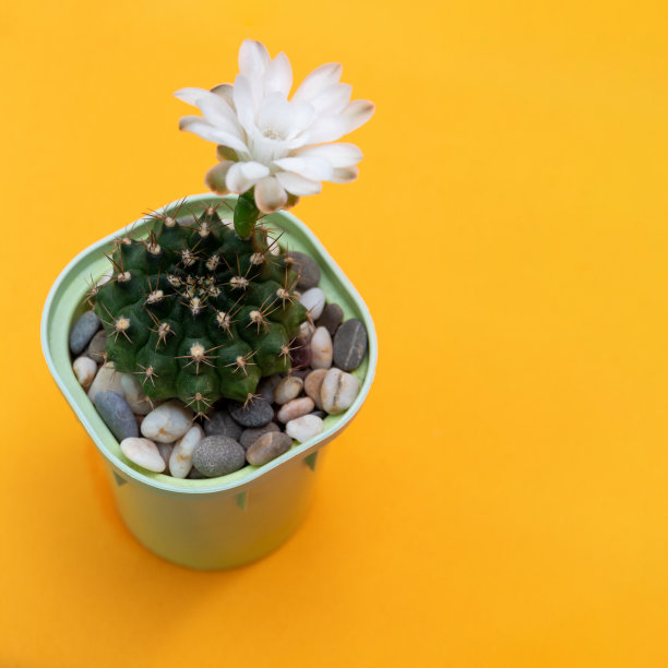 茴香裸子树仙人掌在黄色背景。空间的文本。特写镜头。有选择性的重点。关于爱好、植物的文章图片。图片下载