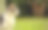 一只美丽的白猫的侧影，安静地躺在花园里图片下载
