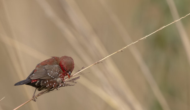红色avadavat鸟图片下载