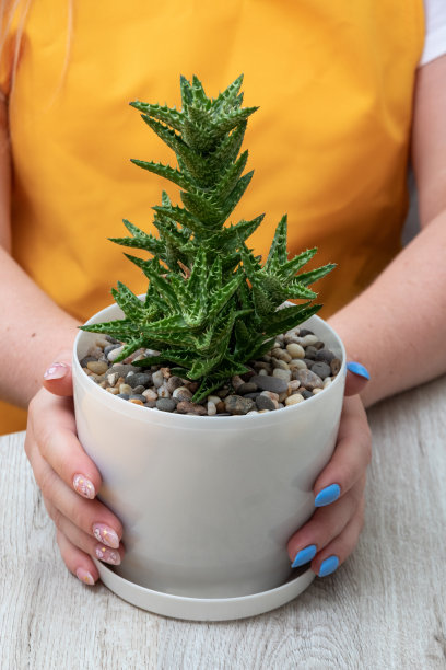 青花芦荟由女性手捧在白色花盆里。有选择性的重点。关于植物，多肉植物，仙人掌的文章图片。图片下载