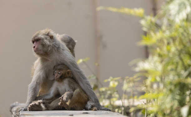 森林里的恒河猴或印度猴图片下载