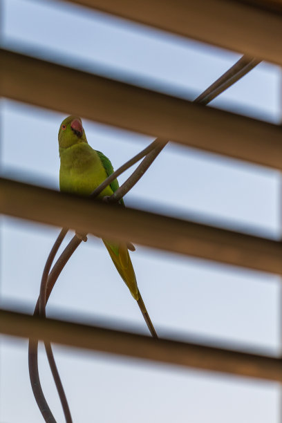 绿色野生鹦鹉在窗后观望室内图片下载