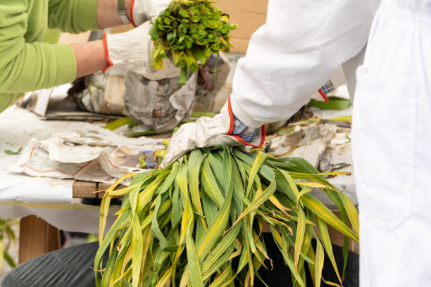 工人减少大蒜图片下载