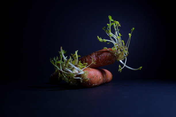 根胡萝卜在黑暗的背景图片下载