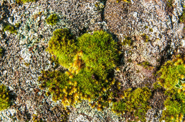 岩石上有苔藓。俯视图图片下载