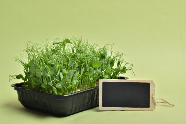 特写用黑色粉笔在微型植物的背景上的铭文。图片下载