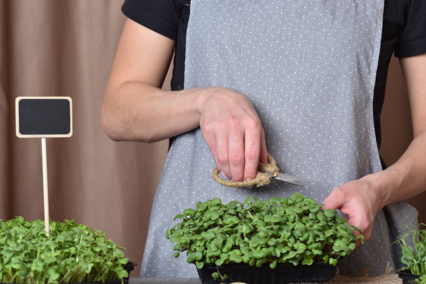 有选择性的重点。特写女性用剪刀剪下小绿豌豆。图片下载