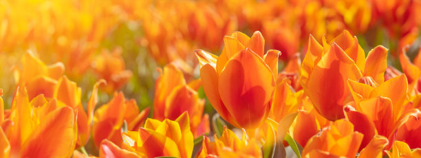 全景景观的橙色美丽盛开的郁金香田在荷兰荷兰在春天，被太阳照亮-图尔帕斯花背景横幅全景特写图片下载