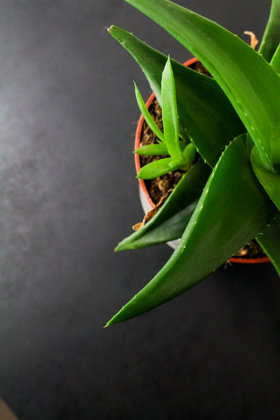 芦荟植物图片下载