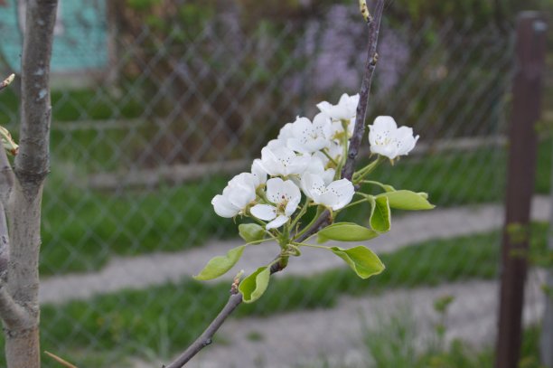 春天的花朵在村里的花园里盛开图片下载