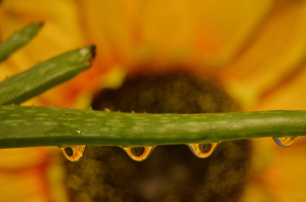 向日葵滴露珠图片下载