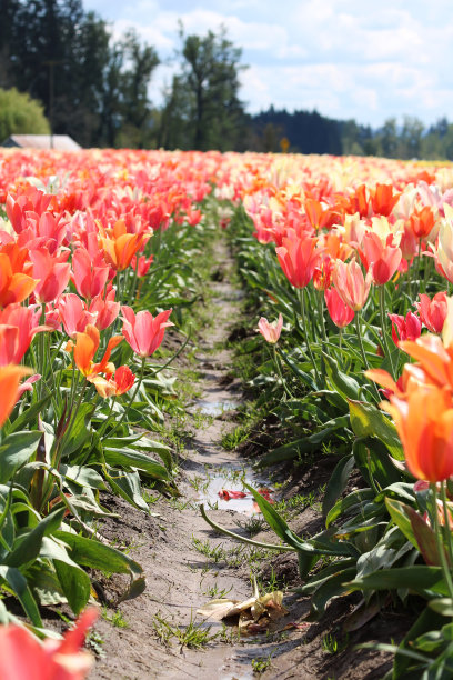 一排排粉红色、橙色、白色的郁金香图片下载