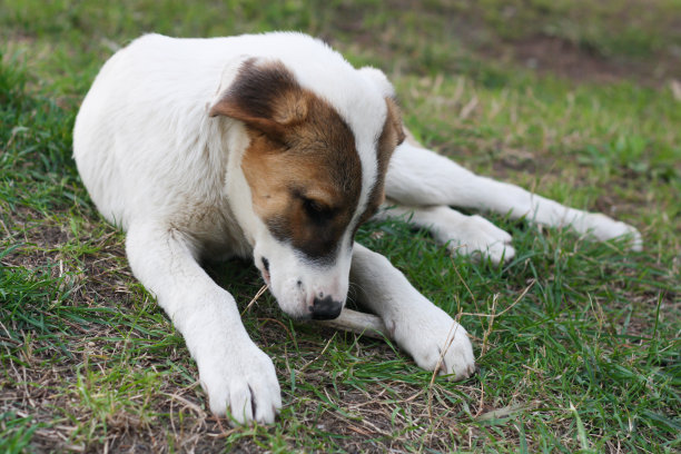 愤怒的母犬用肉保护大骨头图片下载