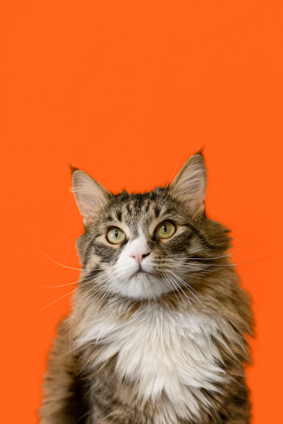 一只缅因猫。纯种家猫在橙色的背景。宠物。本空间图片下载