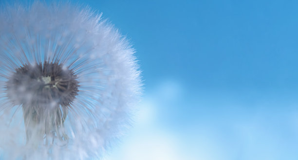 蒲公英的宏观图像在软焦点。对蓝色背景进行选择性聚焦。全景照片图片下载