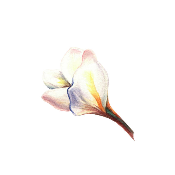 白色鸡蛋花水彩插图孤立在白色背景。手绘。剪辑艺术。可用于海报，t恤，纺织品和陶瓷纪念品，明信片，贴纸，婚礼设计图片下载