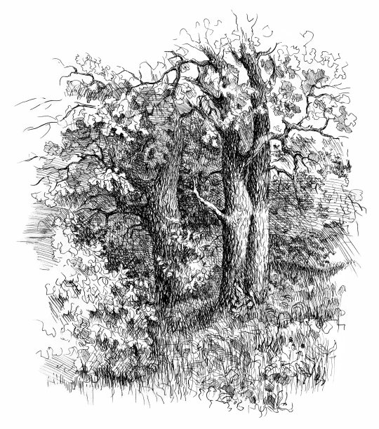 橡树林，黑白涂鸦素描。老式的笔墨画图片下载