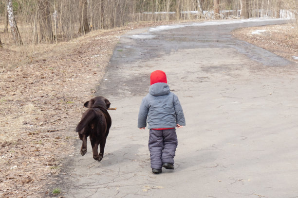 戴红帽子的小孩走在柏油路上，背景是春天的森林。附近是一只棕色的拉布拉多寻回犬。后视图图片下载