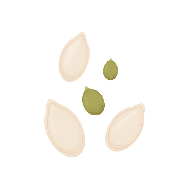 南瓜籽蔬菜种子分离在白色上图片下载