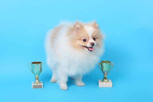 猎犬小狗赢家图片下载