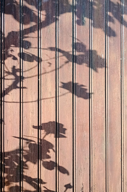 木门上玫瑰花丛阴影的照片图片下载