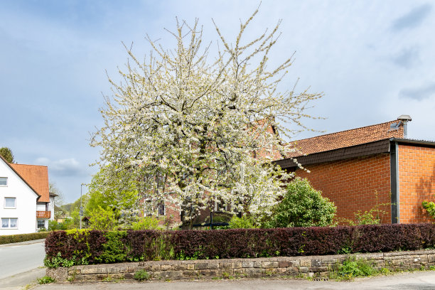 小镇上盛开的甜樱桃树图片下载