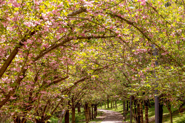 在安卡拉的自然迪克曼山谷公园，在美丽的樱花树下散步或樱花树隧道图片下载