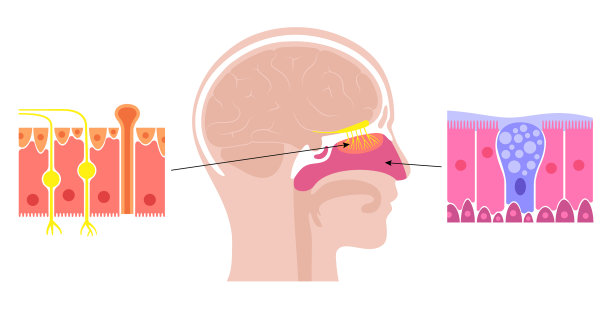 鼻腔解剖学图片下载