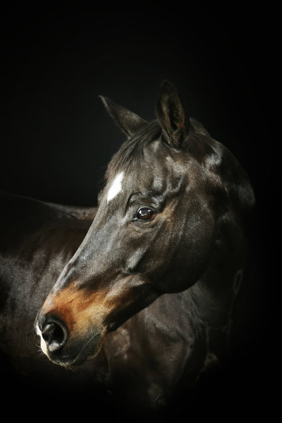 马头朝黑图片下载