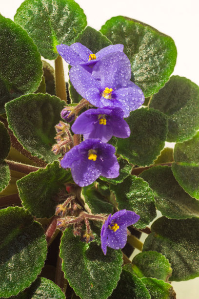 非洲紫罗兰或紫罗兰圣保罗花在花盆里的特写。在自然光的照射下，窗台上盛开的紫罗兰。自制紫罗兰的微距照片图片下载