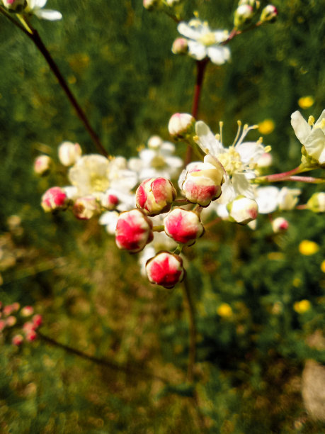 春天野花发芽的照片图片下载