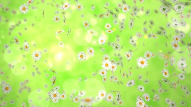 飞翔的白色雏菊图片下载